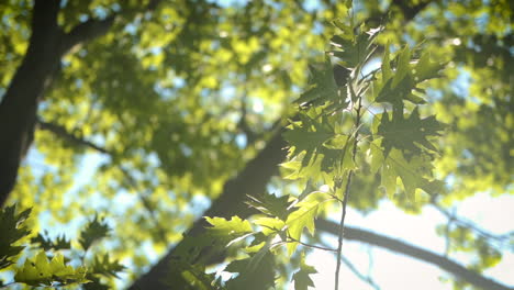 hojas de arce verdes en un gran árbol iluminado por el sol