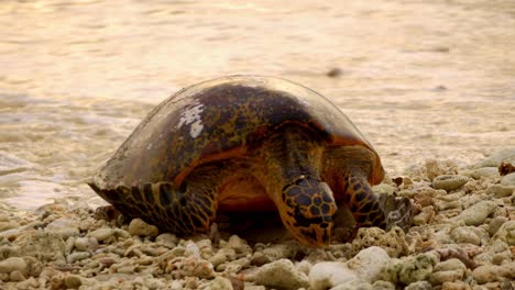 disparo al atardecer de tortuga coning a la playa para poner huevos