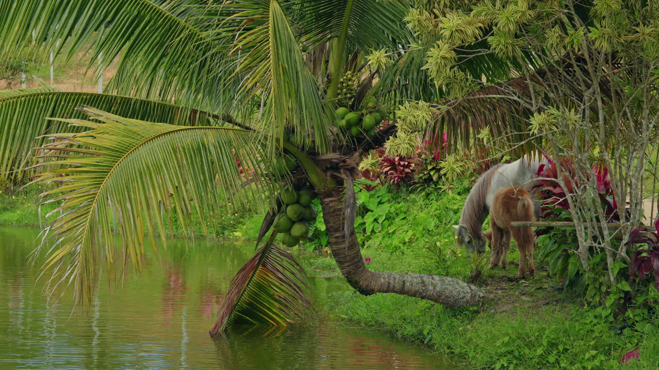 Cavalos pastando perto de um lago com uma palmeira de coco inclinada