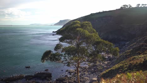 Wind-rustling-leaves-of-lonely-ocean-tree-at-Cantabiran-sea-coastline