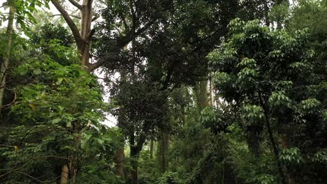 bosque atlántico con algunos eucaliptos - movimiento de drones hacia atrás