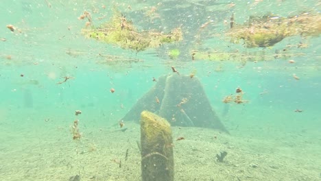 underwater lake view with tree roots and sediment