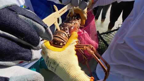 fishermen catching lobster