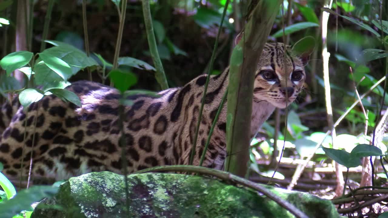 정글 환경을 걷는 마게이 2