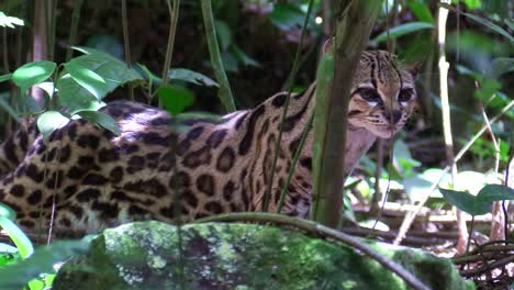 A-margay-walks-through-a-jungle-environment-2