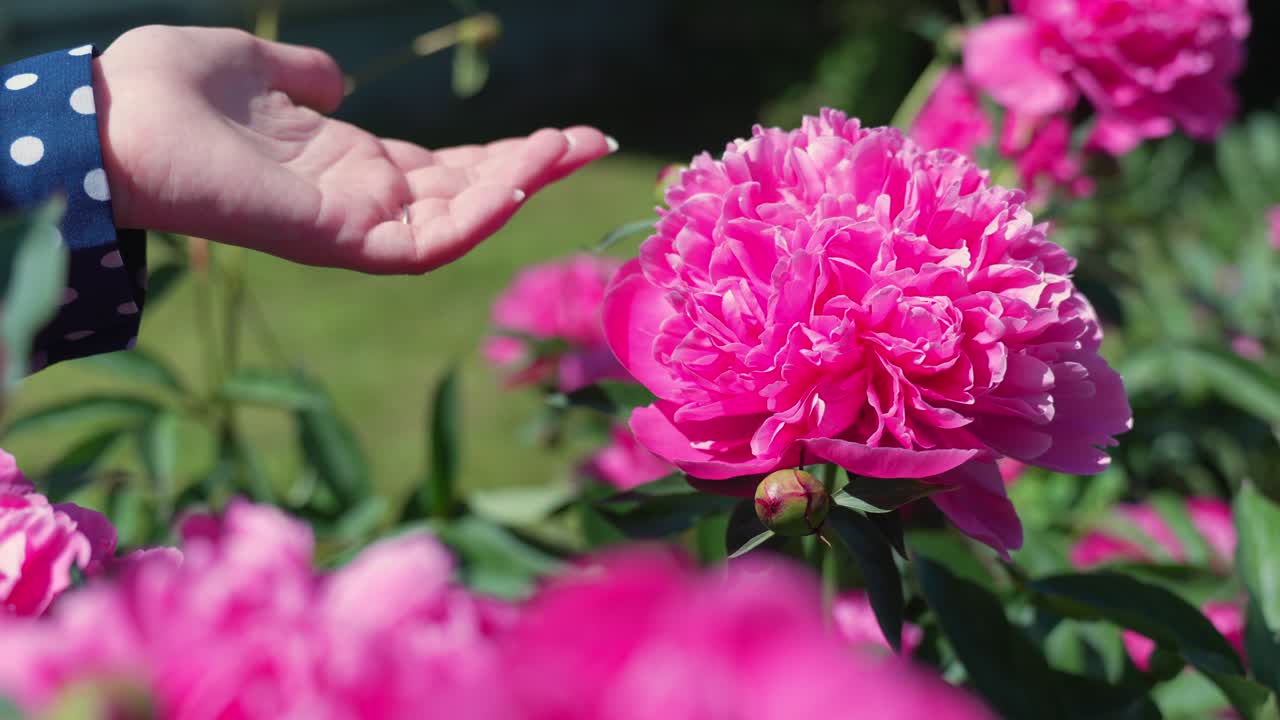 Fragile angelic delicate feeling of touching a Peony flower