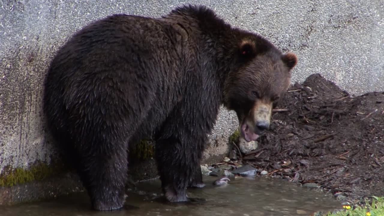 gran oso negro a lo largo de una pared buscando algo en un pequeño charco de agua