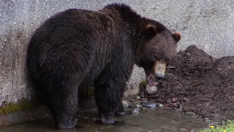 big black bear along a wall searching something in a small water puddle