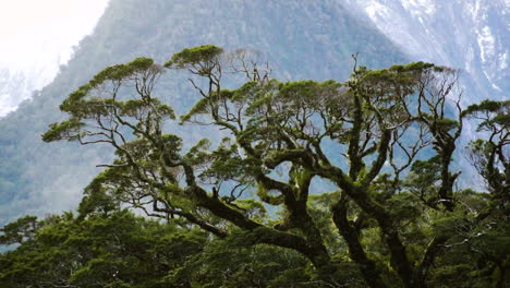 haya plateada y hayas de montaña cubiertas de musgo en el parque nacional fiordland