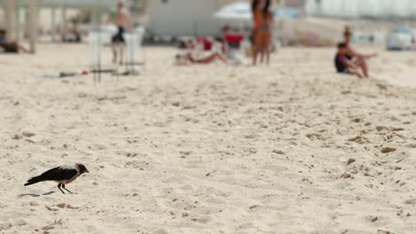 Crow-playfully-walks-on-the-pleasant-sea-sand-of-the-beach-in-Israel,-Looking-for-food-and-eating-while-in-the-blurry-background-people-having-fun-at-the-beach