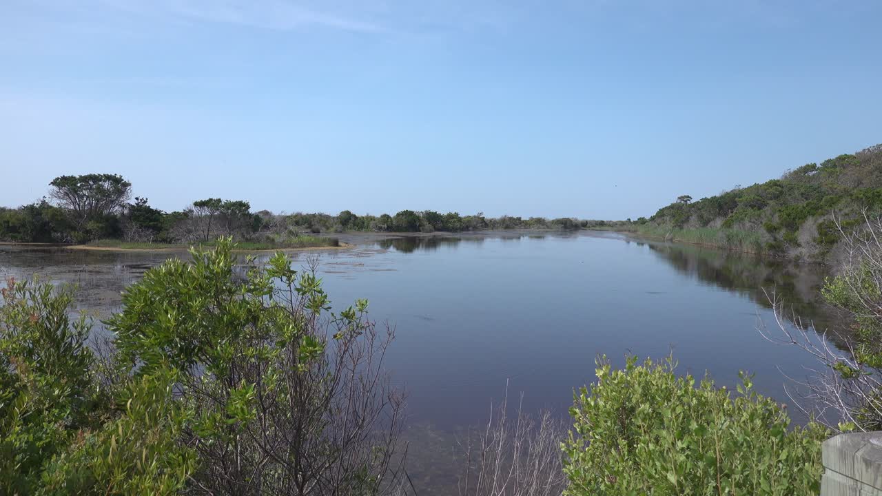 새와 벌레들이 늪 가장자리에 떼지어 있고, 물고기들은 먹이를 찾아 잔잔한 물을 휘젓는다.