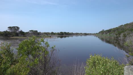 Birds-and-bugs-swarm-around-the-edge-of-the-marsh,-Fish-stir-the-still-water-chasing-food