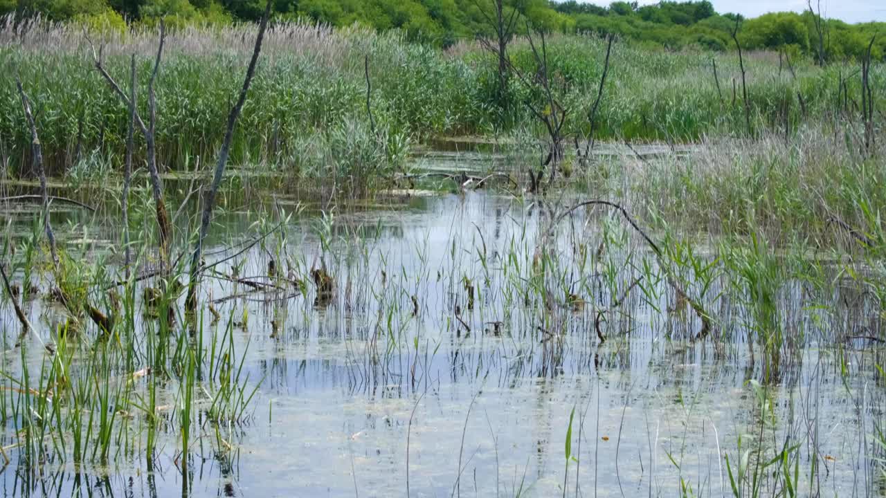 영국 소머 레벨의 자연 보호구역에서 물 호수, 사탕수수 및 나무와 함께 토프 습지 환경