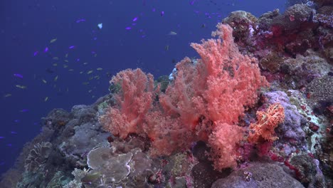 Drifting-over-busy-coral-reef-with-bright-pink-soft-corals-and-many-reef-fishes-and-blue-ocean-as-backdrop