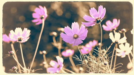 pink and white cosmos flowers in a field