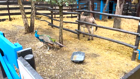 proud peacock and donkey coexist on a farm in portugal