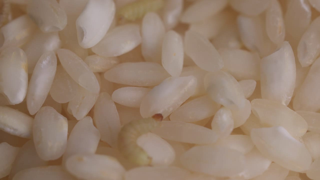 larva de polilla alimentaria que se arrastra en los granos de arroz