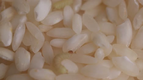 food moth larva crawling on rice grains