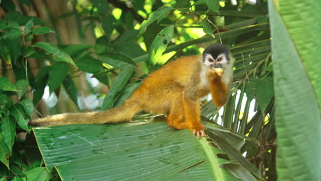 Ein-Totenkopfäffchen-In-Der-Unberührten-Wildnis-Costa-Ricas,-Das-Eine-Frucht-Isst