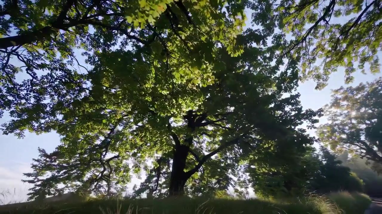 Raggi di sole che filtrano attraverso le foglie verdi degli alberi in un parco sereno
