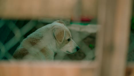 the stray dog behind the corral with a sad face