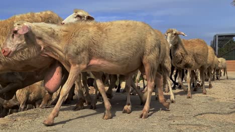 Slow-motion-of-flock-of-sheep-with-mutton-moving-together-crossing-road