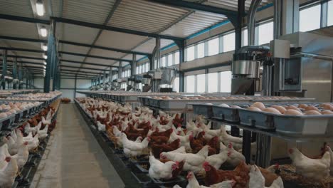 automated egg collection at a modern chicken farm