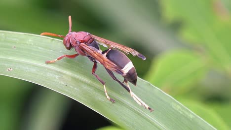 Close-Macro-Shot-of-a-Large-Wasp-on-a-Green-Plant-Leaf