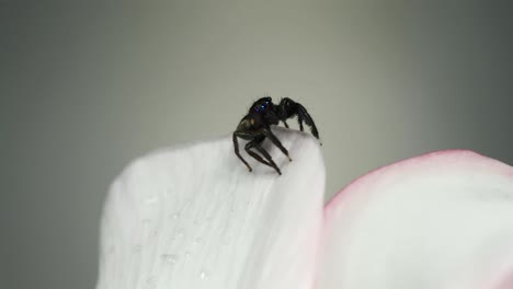 Araña-Negra-Con-Ojos-Azules-Agarrando-Con-Patas-Delanteras,-Macro-Bloqueada