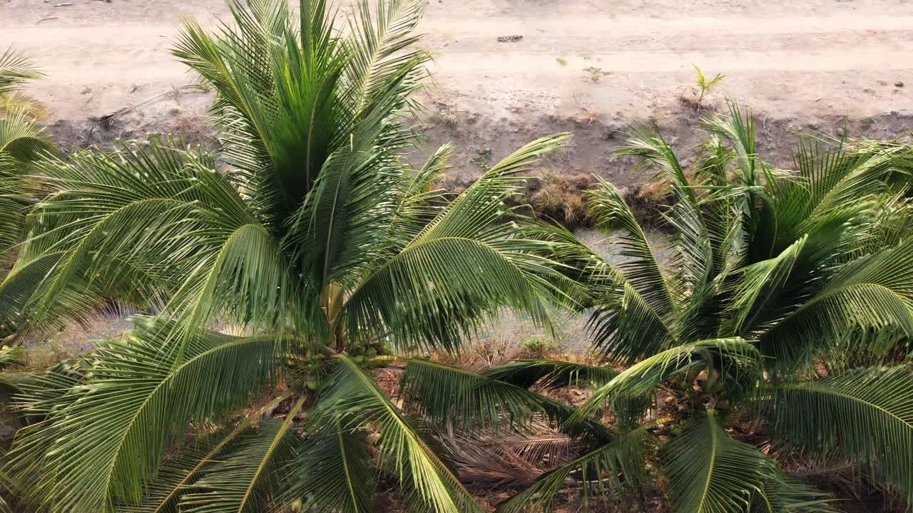 cultivo de cocos para la venta en la agricultura