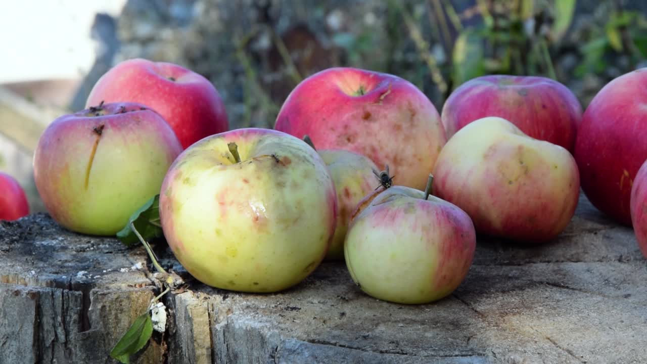 사과의 단맛을 찾는 곤충들