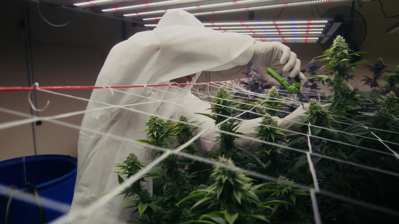 Cannabis Cultivating Process in a Controlled Environment
