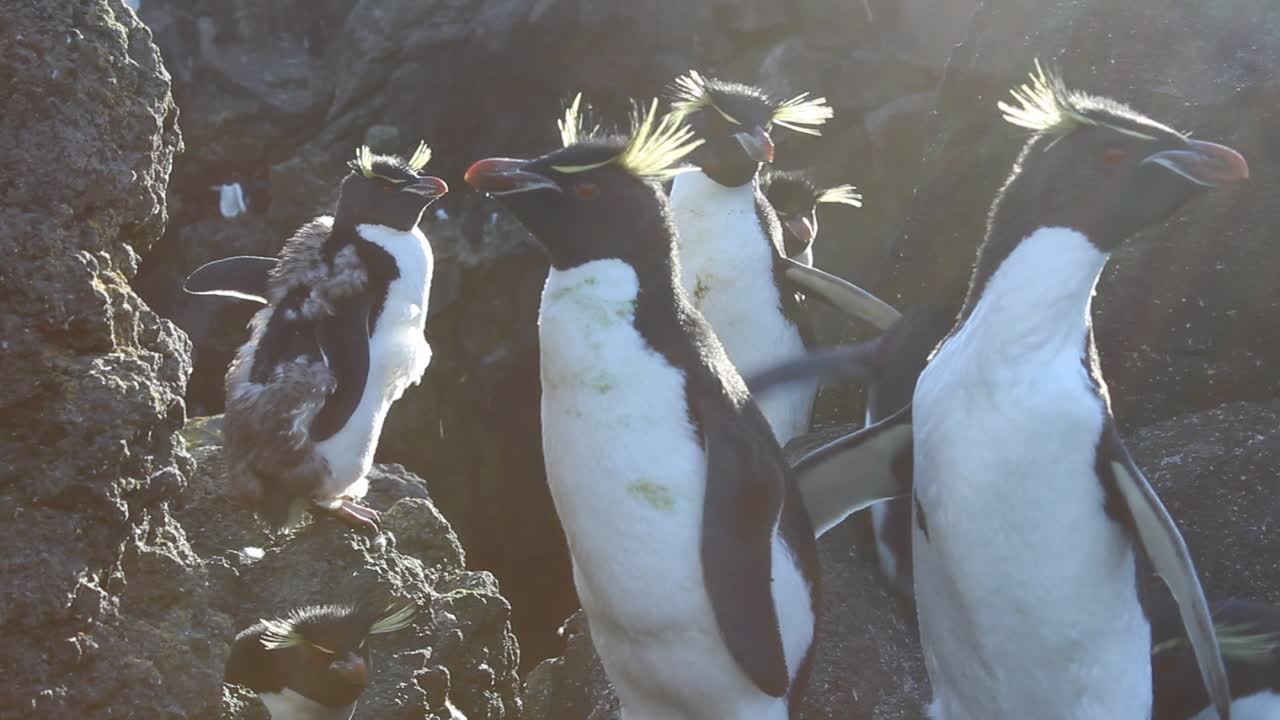 un gran grupo de ruidosos pingüinos de penacho amarillo sentados al sol en una isla subantártica