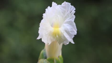 a tiny ant walks on a white flower