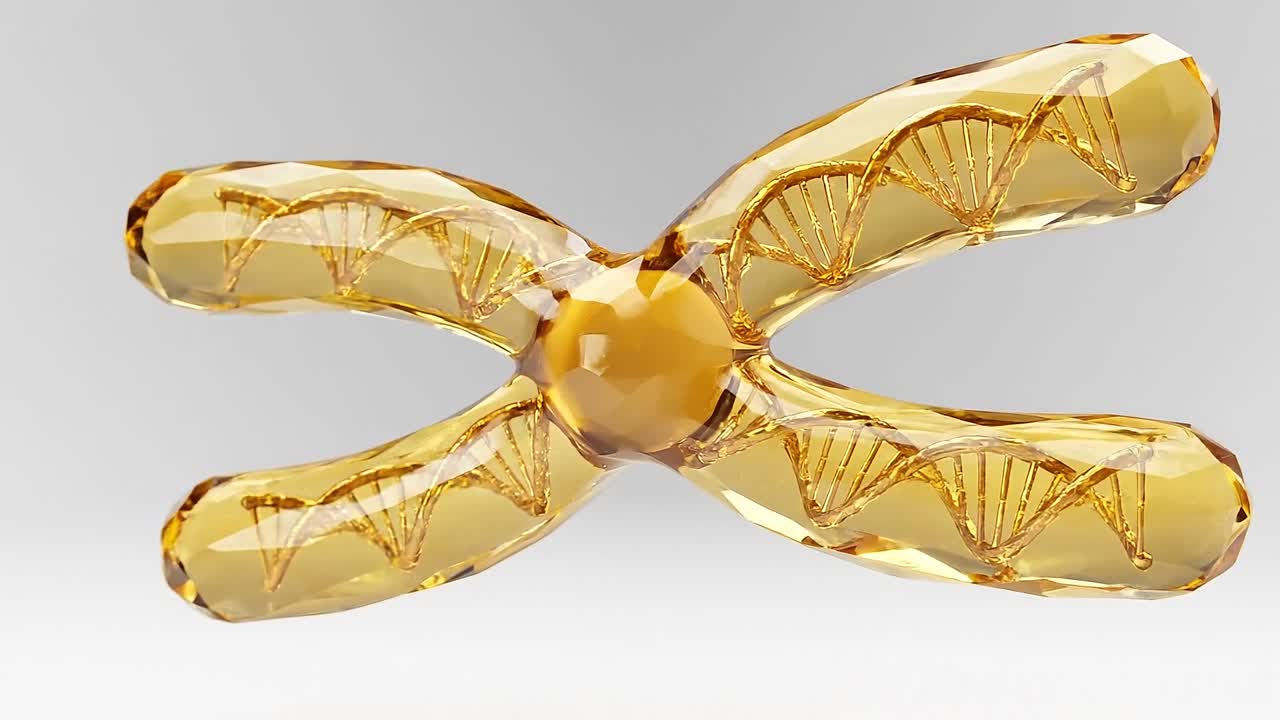 Modello di cromosoma dorato con elica di DNA incorporata isolato su sfondo pulito che rappresenta una visualizzazione avanzata della ricerca genetica