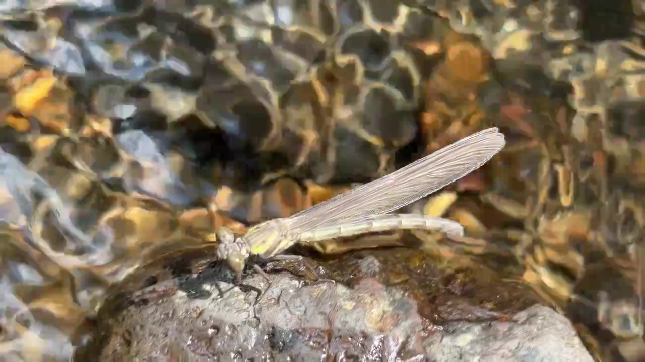 Demoiselle se reposant sur un rocher dans un cours d'eau
