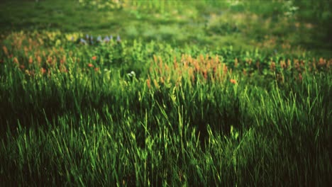 Feld-Mit-Grünem-Gras-Und-Wilden-Blumen-Bei-Sonnenuntergang