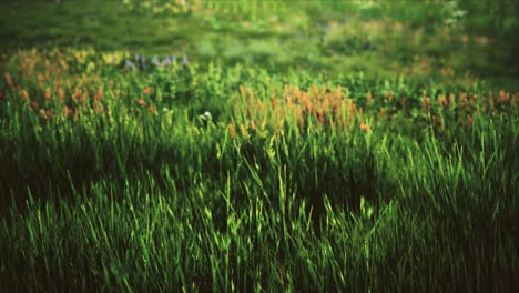 campo con hierba verde y flores silvestres al atardecer