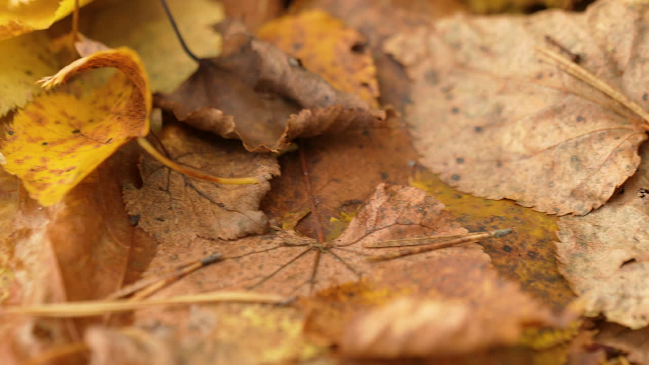 primer plano detallado de una mezcla de hojas de otoño en el suelo