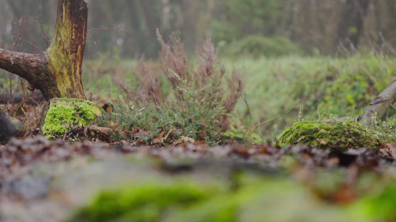 Red squirrel Sciurus vulgaris pauses on mossy patch, scanning surroundings in forest