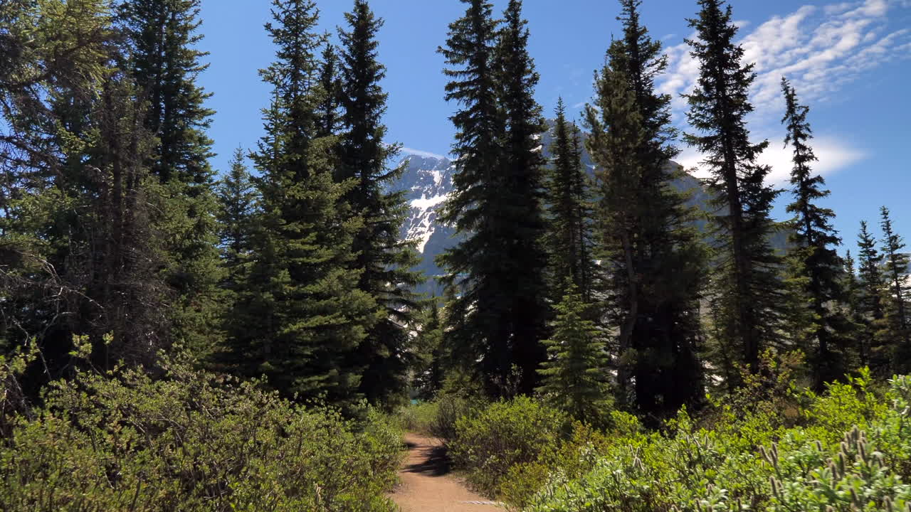 Ripresa cinematografica con carrello in avanti su un sentiero forestale a Banff, Alberta, Canada.