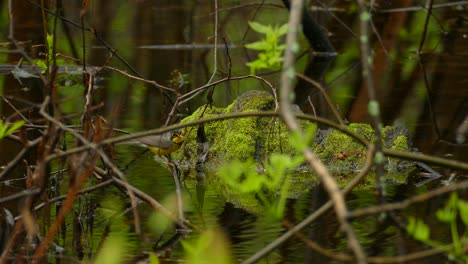 Canada-warbler,-Cardellina-canadensis,-flying-around-near-a-stream-looking-for-food