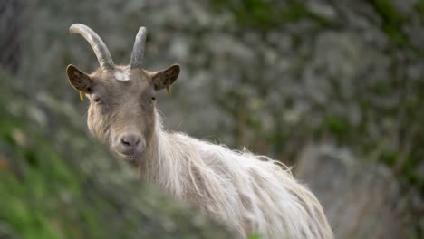 medium low angle long shot of happy goofy goat standing between a rocky surrounding