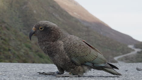 un pájaro kea caminando por la carretera en el paso de arthur, isla sur, nueva zelanda - de cerca