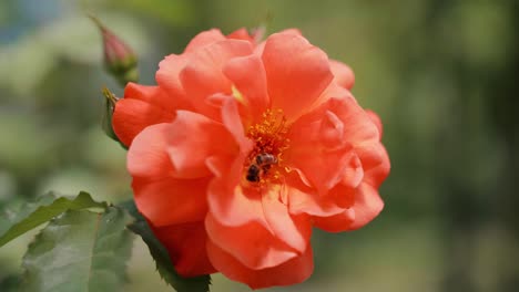 Close-up-of-honey-bee-pollinating-a-flower