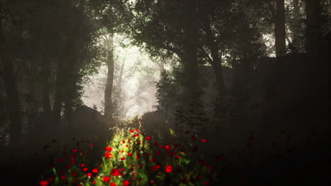 sun beams pour through trees in foggy forest