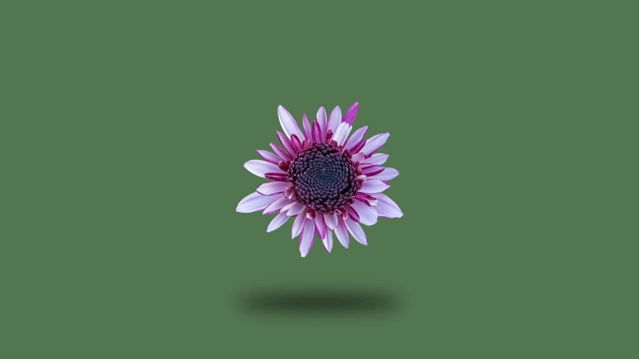 el crisantemo gira sobre un fondo verde. gráficos de movimiento simples animación de flores