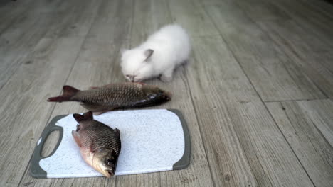 cat eating from plate. portrait of cat sniffing raw fish on plate
