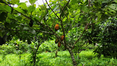 drone se acerca a un árbol de cacao con frutos grandes, en nublado sao tomé y príncipe