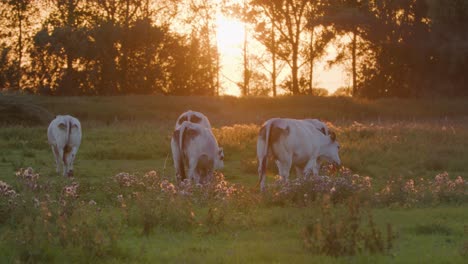 bucolic scene with cows grazing at sunset. handheld